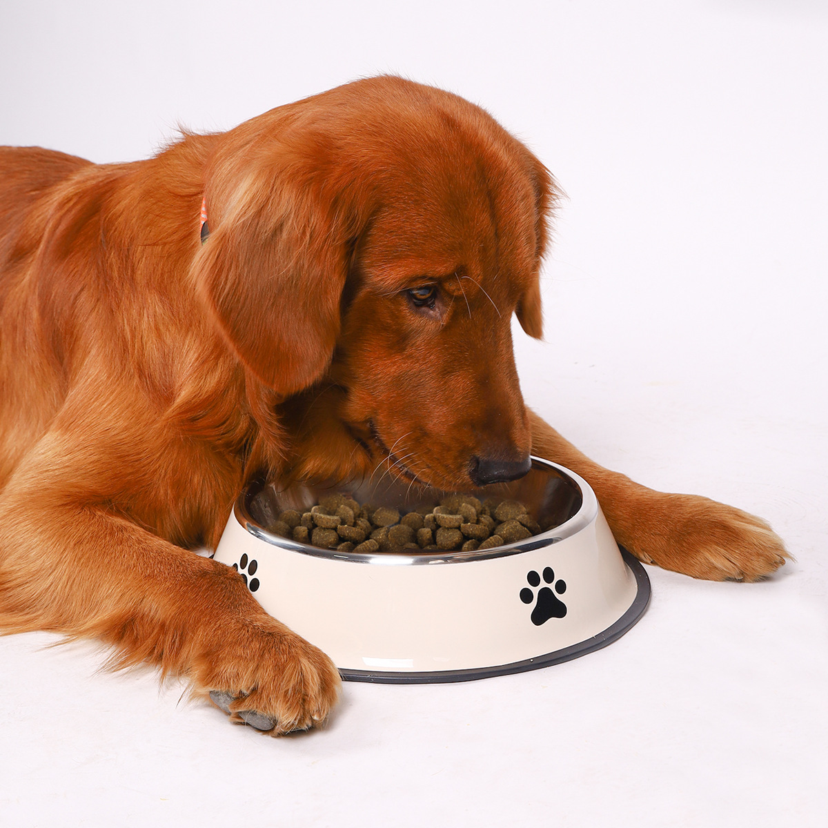 Bol pour animaux de compagnie  - Food Xxl avis et prix